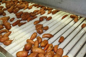 howell farming sweet potatoes