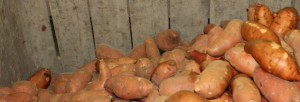 howell farming company sweet potatoes