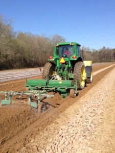 howell farms sweet potato harvest