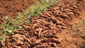 covington sweet potato howell farming company