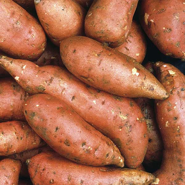 covington sweet potatoes